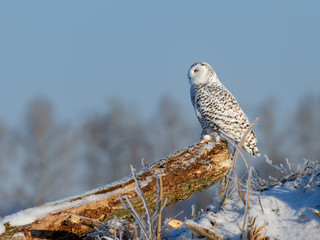 Female Snowy Owl Sitting on Log in Winter