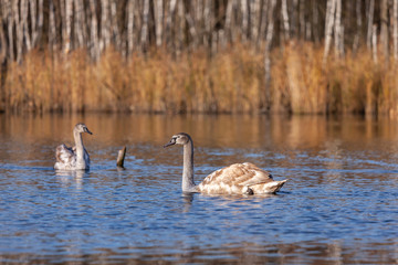 young swans on the lake