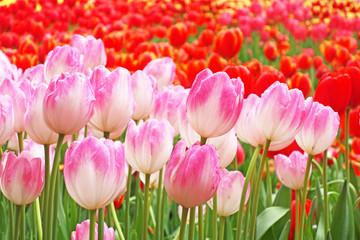 pink tulips in the garden. Selective focus.
