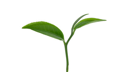 green tea leaf isolated on white background