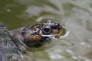 River turtle breathing