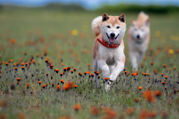 野原の柴犬