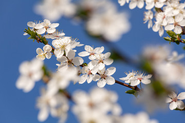 white flowers in spring