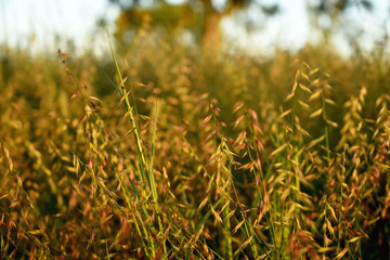 Field of herbs at sunset
