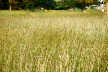 Field of herbs at sunset