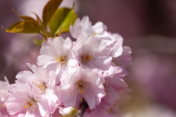 pink flowers of a tree