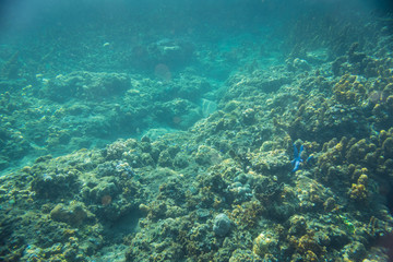 Fototapeta na wymiar A beautiful blue sea star (Linkia laevigata) clings to a coral reef in the tropical western Pacific.