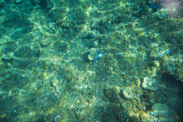 Fototapeta na wymiar A beautiful blue sea star (Linkia laevigata) clings to a coral reef in the tropical western Pacific.