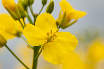 Fototapeta premium closeup of rape in yellow