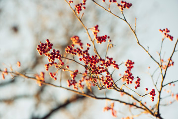 branch with red berries