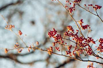 branch with red berries