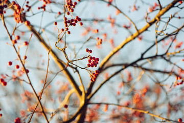 branch of a tree with red berries