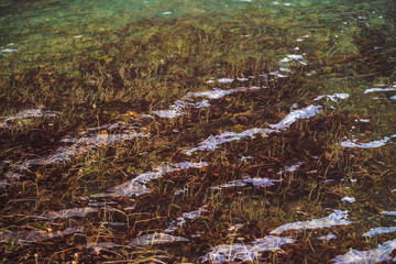 Plants on bottom of mountain lake with clean water. Ripples and reflections on smooth water surface in sunny day. Minimalist background with underwater rich vegetation. Flora of highlands. Copy space.