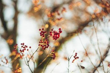 branch of a tree with red berries