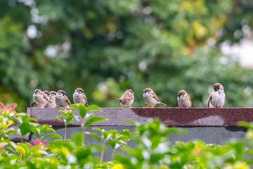 A social gathering of Eurasian tree sparrows [Passer montanus]