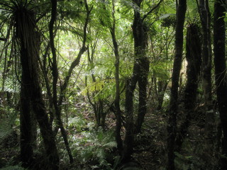 New Zealand. Nature in waterfall Milford Sound. Oceania