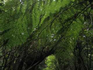 New Zealand. Nature in waterfall Milford Sound. Oceania