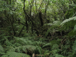 New Zealand. Nature in waterfall Milford Sound. Oceania