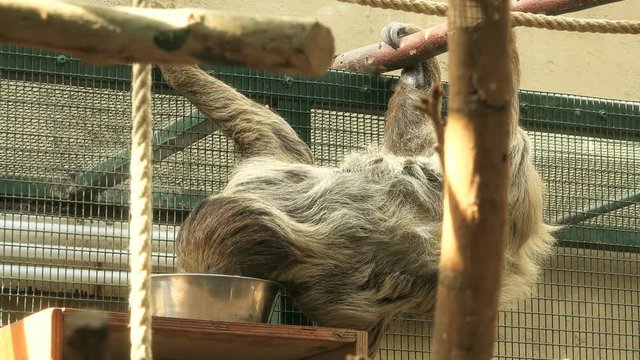 Two-toed sloth (Choloepus didactilus) at zoo