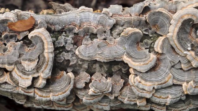 Panning Over Wild Turkey Tail Mushrooms