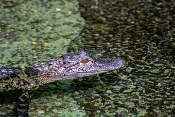 Baby American alligator