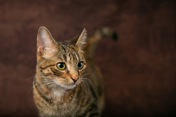 Female Abyssinian Cat Kitten on a Brown Background with Big Eyes