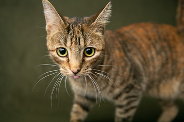 Female Abyssinian Cat Kitten on an Olive Green Background with Big Eyes