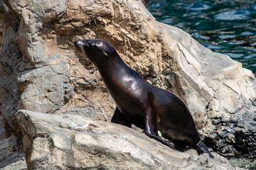 Obraz premium Sea lions