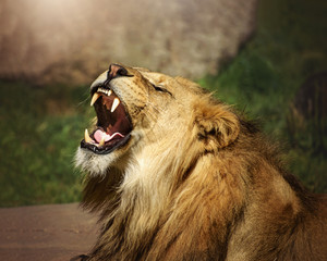 lion's mighty roar