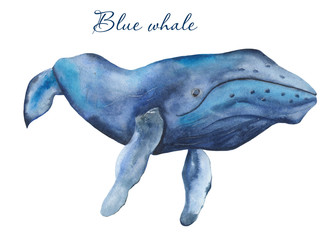 Ocean mammals watercolor. Illustration of jellyfish, whale, narwhal, sperm whale on a white background. For cards, invitations, weddings, logos, quotes, marine design. © MarinaErmakova