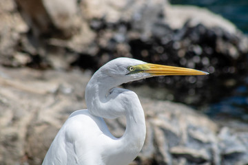 Great egret