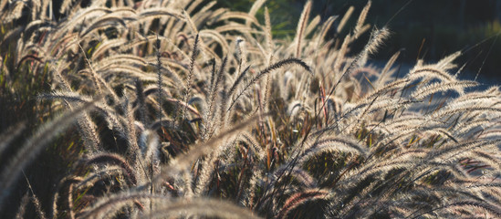 tall grass in sunset