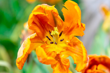 Tulip yellow orange background.