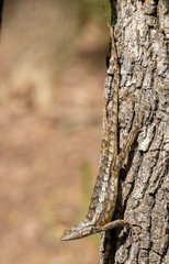 Lizard on tree