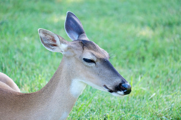 White-tailed deer doe