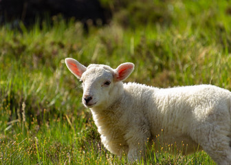 Naklejka na ściany i meble lamb on a meadow