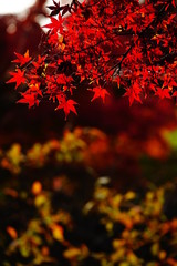 紅葉