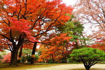 Naklejka premium 紅葉