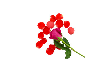 pink rose and petals red isolated on white background