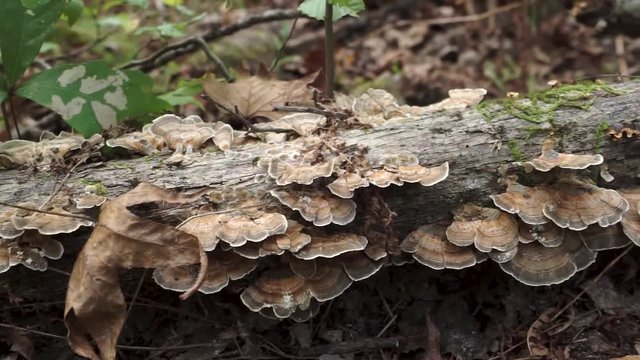 Wild Turkey Tail Mushrooms Pan Across Screen