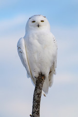 Male snowy owl