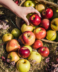 Person Pulling Red Apple From Basket