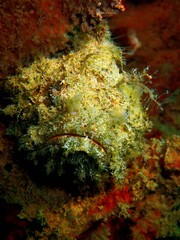 Beautiful underwater world in Sabah, Borneo.