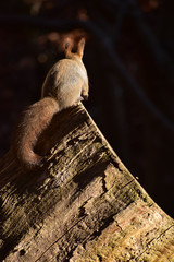 切り株に立つエゾリスの後ろ姿