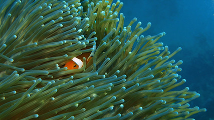 Fototapeta na wymiar Beautiful underwater world in Sabah, Borneo.