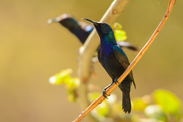 Fantastic colorful bird on a branch. Palestine Sunbird / Cinnyris osea