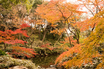 初冬の紅葉
