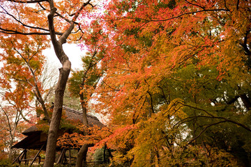 初冬の紅葉