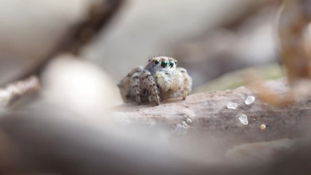 Peacock spider, Female Maratus speculifer. Acts inquisitive and endearing spins to face away, Close up, macro static shot.