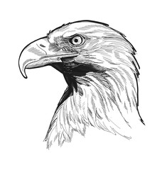 illustration of an eagle